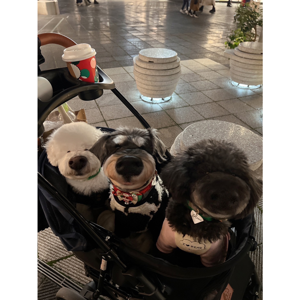 ☆卒業犬たちの近況☆
